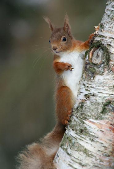 Red Squirrel <i>Sciurus vulgaris</i>